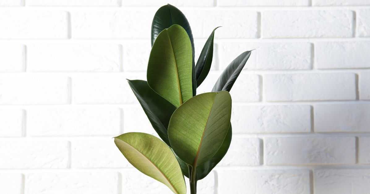 Decoração Sustentável: O Charme e a Versatilidade do Tijolo Ecológico